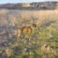 troya y su pelota
